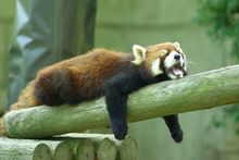 ��������肢�摜