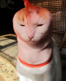 ��������肢�摜