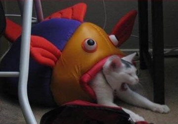 ʔ肢摜 